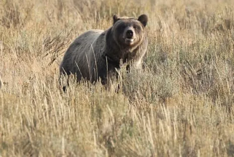 Hiker Injured by Grizzly in National Park Air Lifted to Medical Facility